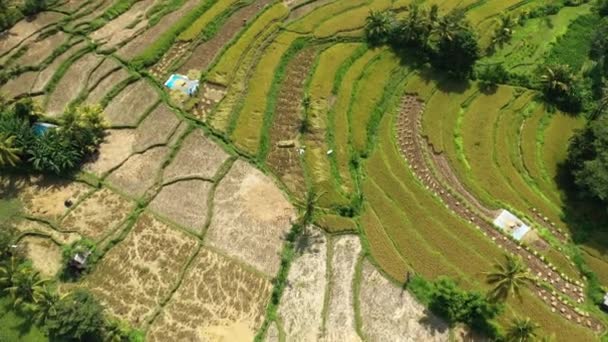 Património Mundial Unesco Tegalalalang Arroz Terraços Perto Ubud Bali — Vídeo de Stock