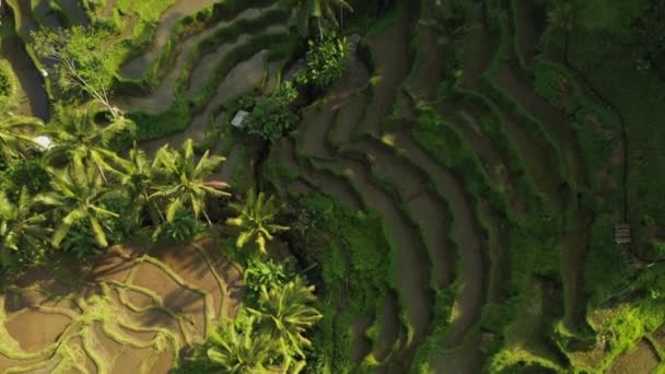 Lista Światowego Dziedzictwa Unesco Tegalalang Tarasy Ryżowe Pobliżu Ubud Bali — Wideo stockowe