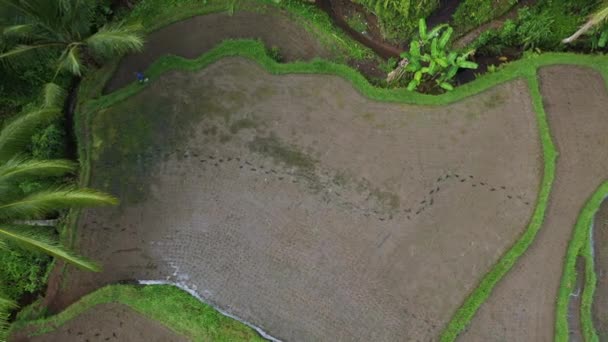 Unescon Maailmanperintökohde Tegalang Rice Terrace Lähellä Ubud Bali — kuvapankkivideo