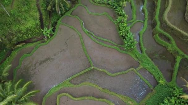 Unesco Dünya Mirası Tegalalang Rice Terasları Ubud Bali — Stok video