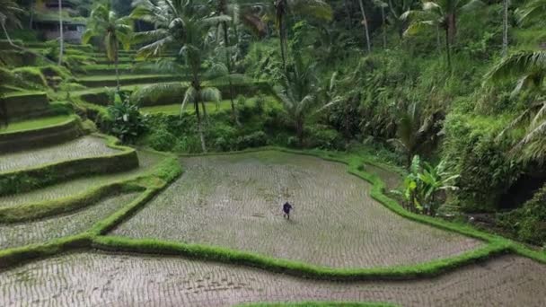 Património Mundial Unesco Tegalalalang Arroz Terraços Perto Ubud Bali — Vídeo de Stock