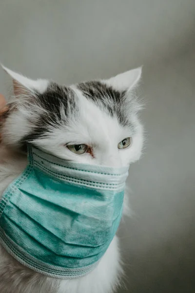 Ładny Kot Medyczny Maska Covid Pojęcie — Zdjęcie stockowe