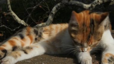 Kedi tüylerini yalıyor. Kedi tüylerini temizler. Kedi güneşte yatıyor. Sokaktaki sokak kedisi. Kapat.