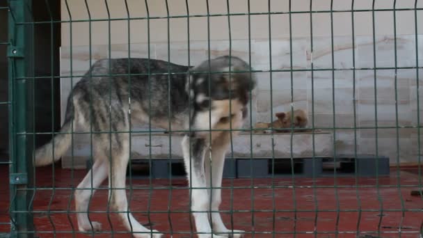 kranke, verkrüppelte und herrenlose Hunde in einem Tierheim. Tiere in Gefangenschaft