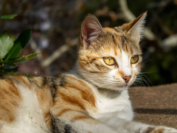 Katten Stirrar Uppmärksamt Gul Grå Och Vit Färgad Katt Tittar — Stockfoto