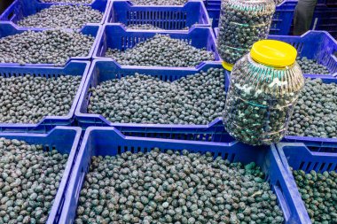 Sandıklarda yeni toplanmış siyah zeytin.