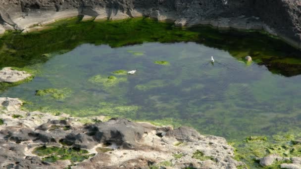 Λίμνη Μόσι Λευκά Υδρόβια Πτηνά Πάνω Από Λίμνη Tranquil Σκηνή — Αρχείο Βίντεο