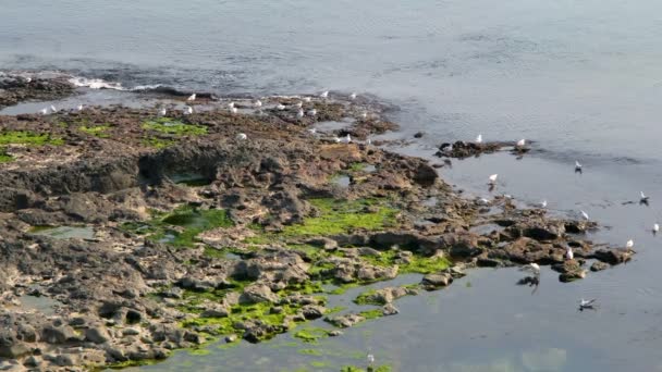 Μοσύ Ακρογιαλιά Και Κύματα Λευκά Υδρόβια Πουλιά Πάνω Από Θάλασσα — Αρχείο Βίντεο