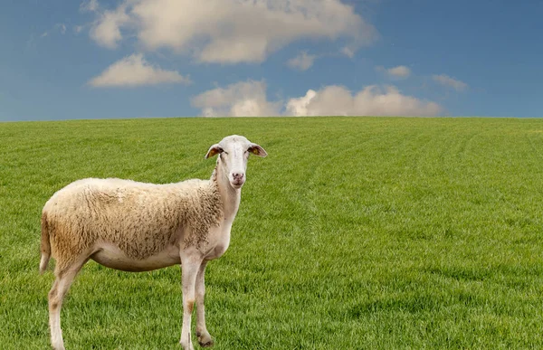 一只披着绿草的羊在看着摄像机 — 图库照片