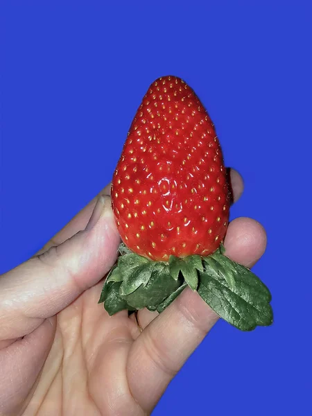 A portrait close-up view of a hand that is holding an upside-dow strawberry — Stock Photo, Image