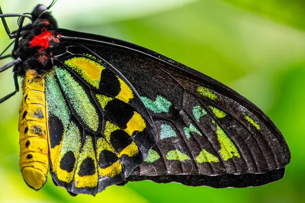 Horizontale Nahaufnahme im Flügel eines Schmetterlings — Stockfoto