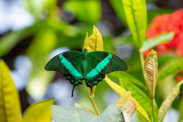 Ein Papolio palinurus Schmetterling über einem Blatt mit ausgebreiteten Flügeln — Stockfoto