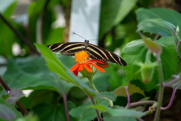 Ein Schmetterling ruhig über einer Blume — Stockfoto