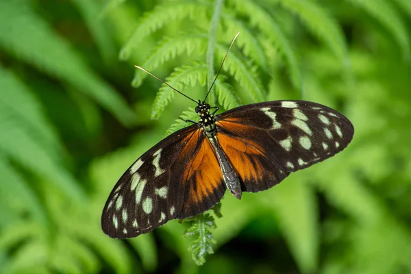 Ein Schmetterling mit braunen Flügeln — Stockfoto
