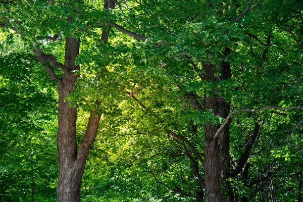 Таинственное видение солнца, скрытого за деревьями — стоковое фото