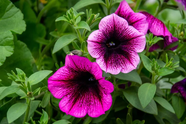 Un gruppo di fiori di Petunia rosa — Foto Stock