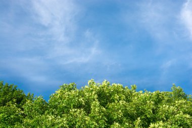 Mavi gökyüzünün manzarası. Biraz bulut ve çerçevenin altındaki ağaçların gölgesi.