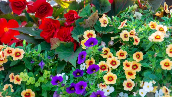 Vista Superior Belas Petúnias Multi Coloridas Rosas Vermelhas Com Folhas — Fotografia de Stock