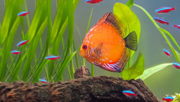 Discus Fish Swimming Fresh Water Aquarium Surrounded Some Plants Trunks Royalty Free Stock Images