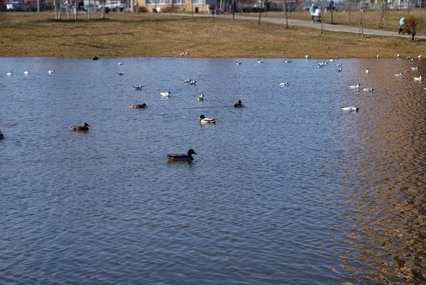 Pássaros Gaivotas Patos Lago — Fotografia de Stock