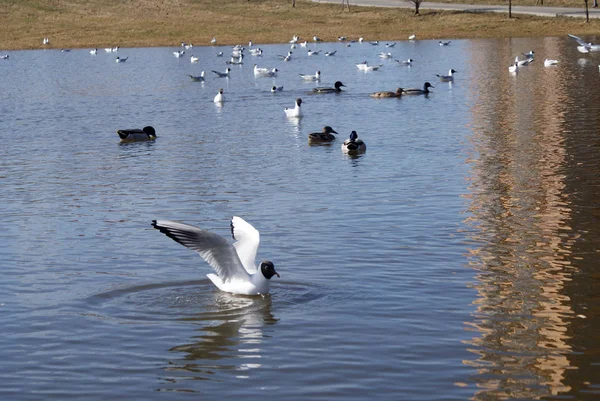 Pássaros Gaivotas Patos Lago — Fotografia de Stock