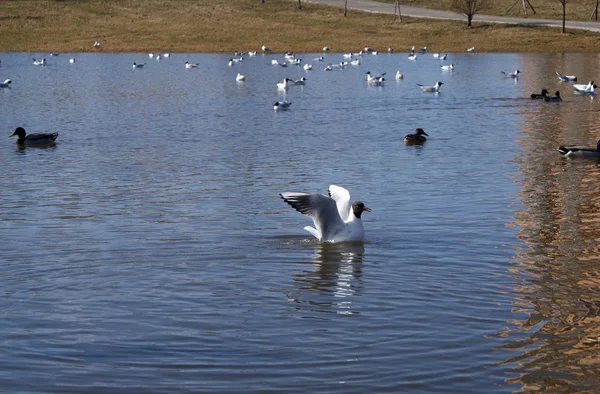 湖中的鸟类 海鸥和鸭子 — 图库照片