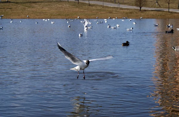 Uccelli Gabbiani Anatre Nel Lago — Foto Stock