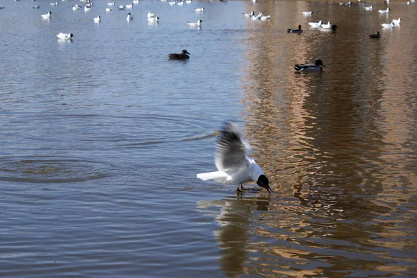 湖中的鸟类 海鸥和鸭子 — 图库照片