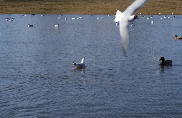 Πουλιά Γλάροι Και Πάπιες Στη Λίμνη — Φωτογραφία Αρχείου