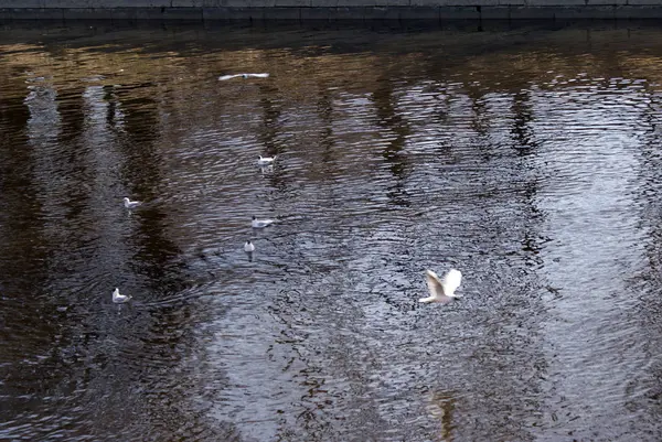 Uccelli Gabbiani Anatre Nel Lago — Foto Stock