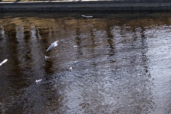 Pájaros Gaviotas Patos Lago — Foto de Stock