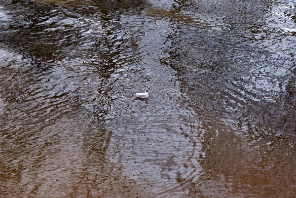 Uccelli Gabbiani Anatre Nel Lago — Foto Stock