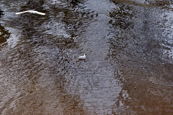 Uccelli Gabbiani Anatre Nel Lago — Foto Stock