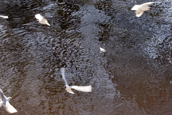 Ptaki Mewy Kaczki Jeziorze — Zdjęcie stockowe
