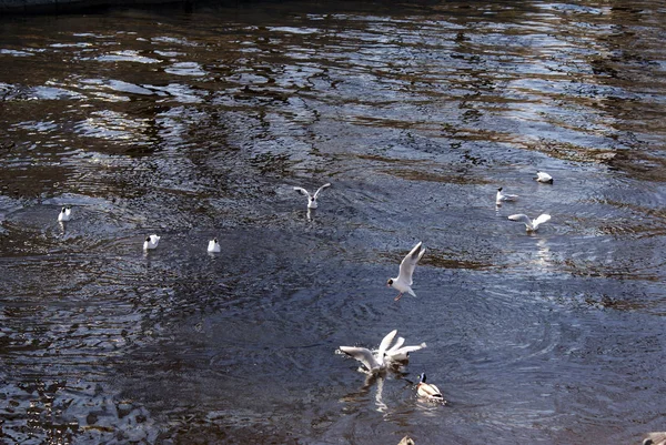 Uccelli Gabbiani Anatre Nel Lago — Foto Stock