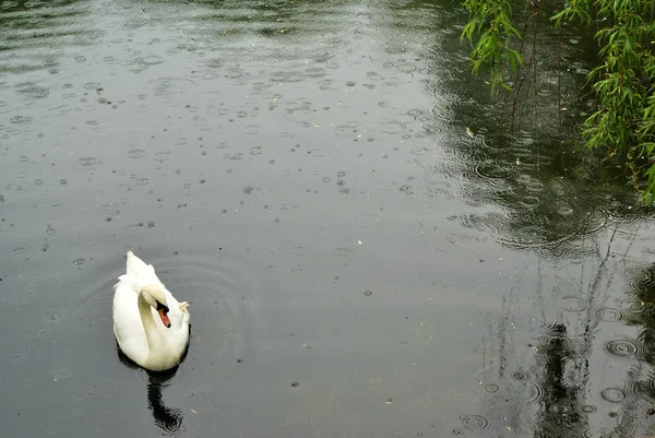 Cisne Branco Flutuando Lago Belo Pássaro — Fotografia de Stock