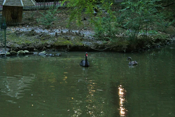 湖中漂浮着一只黑天鹅 一只美丽的小鸟 — 图库照片