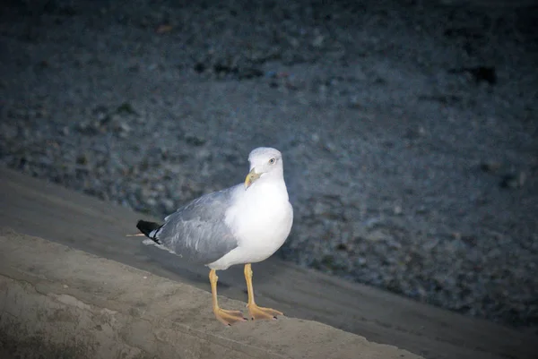 Mewa Plaży Ptak — Zdjęcie stockowe