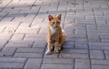 Homeless cat resting on the street.