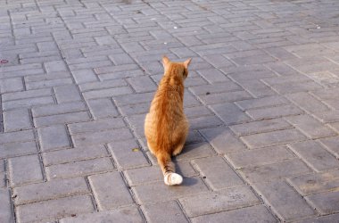 Homeless cat resting on the street.