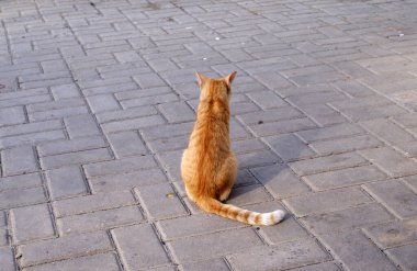 Homeless cat resting on the street.
