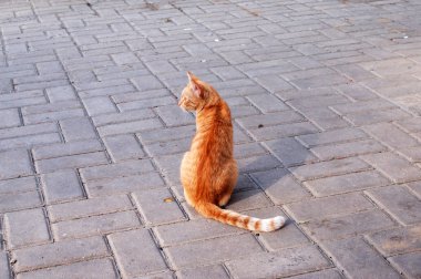 Homeless cat resting on the street.