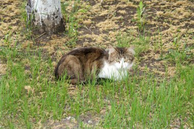 Homeless cat resting on the street.