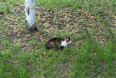 Homeless cat resting on the street.