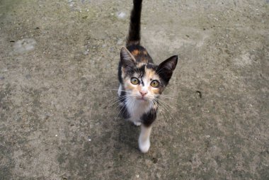 Evsiz kedi sokakta yürüyor..