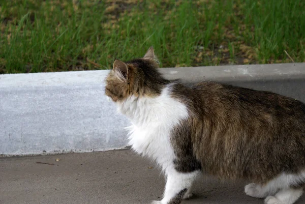 Hemlös Katt Går Gatan — Stockfoto