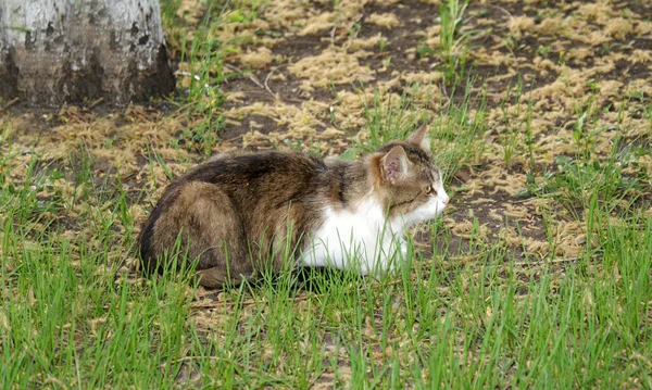 Chat Sans Abri Reposant Dans Rue — Photo