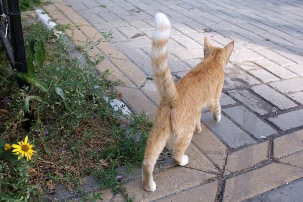 Chat Sans Abri Marche Dans Rue — Photo