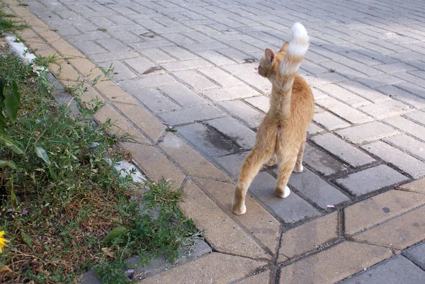 Безпритульний Кіт Гуляє Вулиці — стокове фото