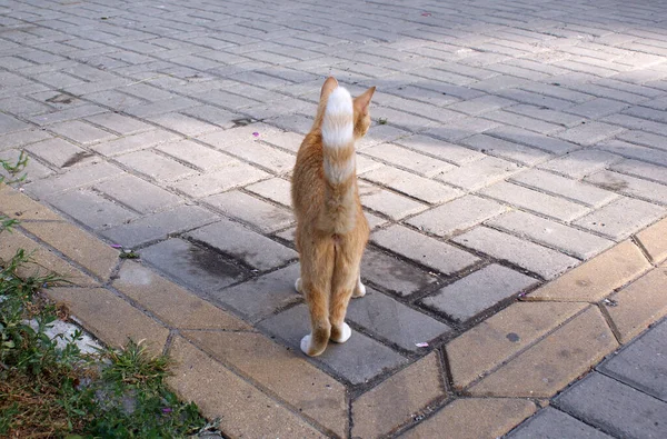 Gato Sem Teto Caminha Rua — Fotografia de Stock